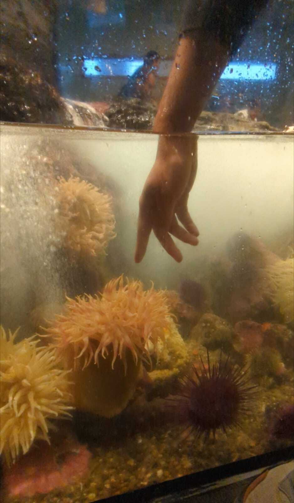Coral thingy