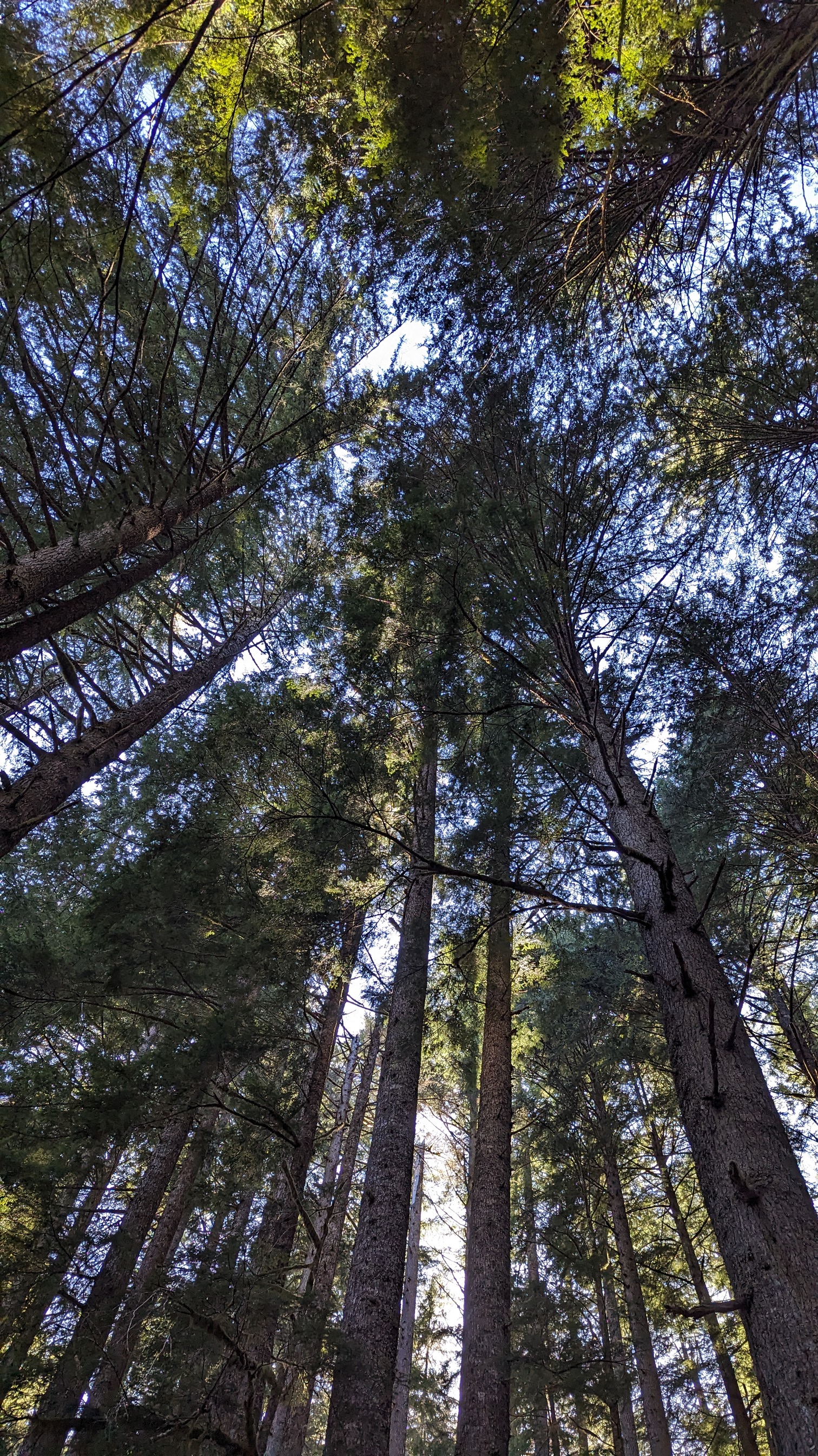 Long Trees